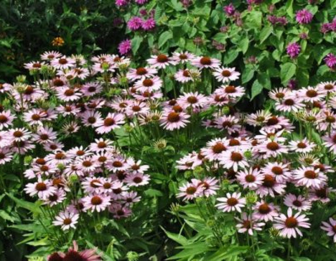 Echinacea  Fountain ´Pink Eye´