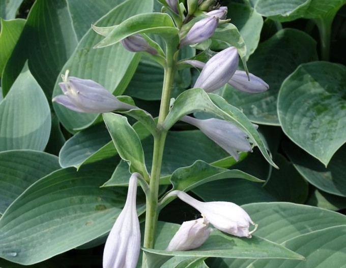 Hosta  ´Canadian Blue´