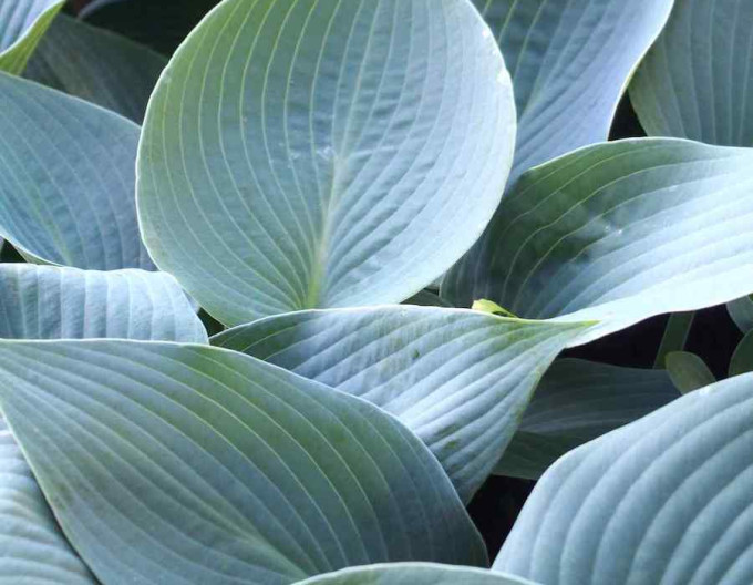 Hosta  ´Canadian Blue´