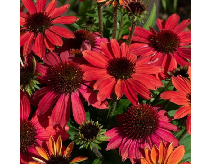 Echinacea  ´Vintage Ruby´