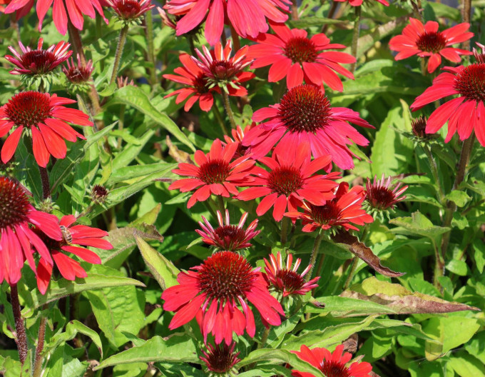 Echinacea  ´Vintage Ruby´