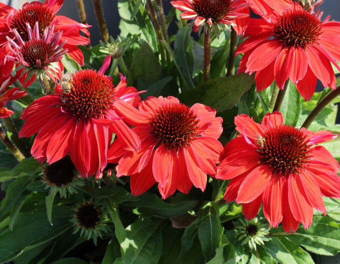 Echinacea  ´Vintage Ruby´