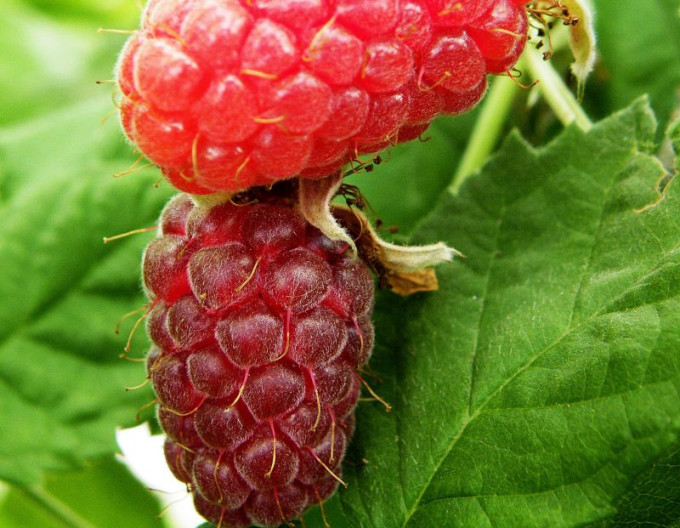 Malinočernica ´Loganberry´