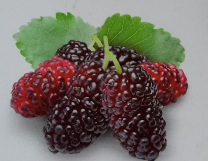 Malinočernica ´Loganberry´