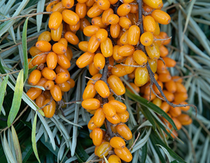 Rakytník samica ´Botanica´