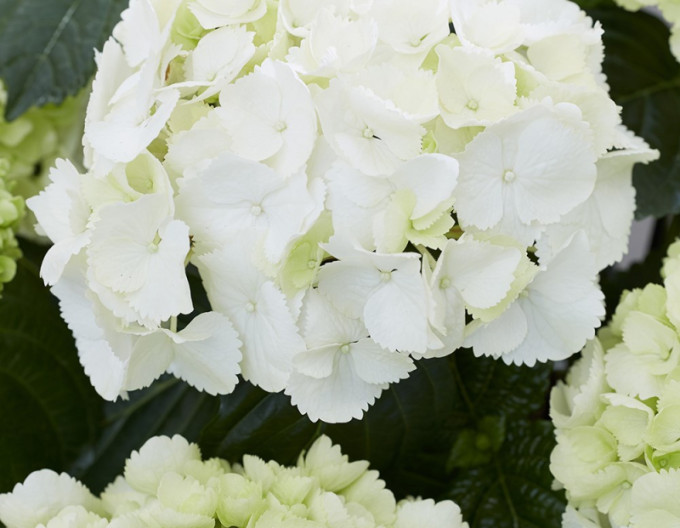 Hortenzia kalinolistá ´Snowball´ 2l