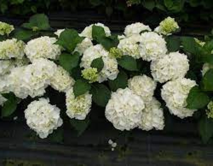 Hortenzia kalinolistá ´Snowball´ 2l