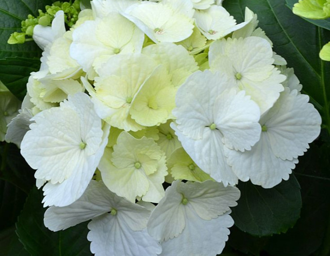 Hortenzia kalinolistá ´Snowball´ 2l