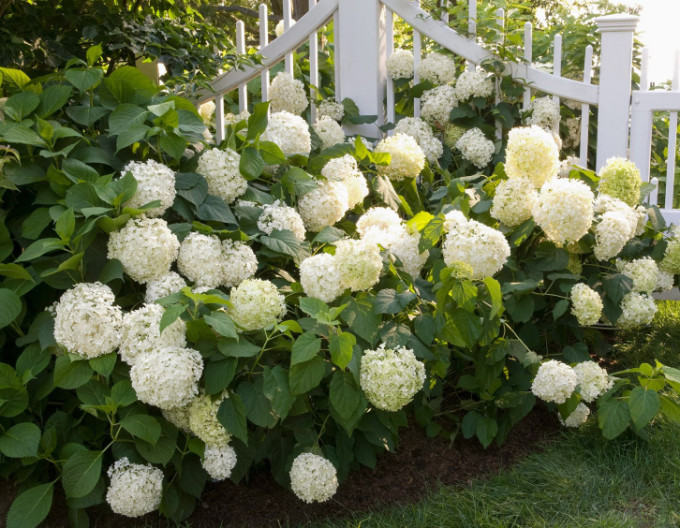 Hortenzia kalinolistá ´Snowball´ 2l