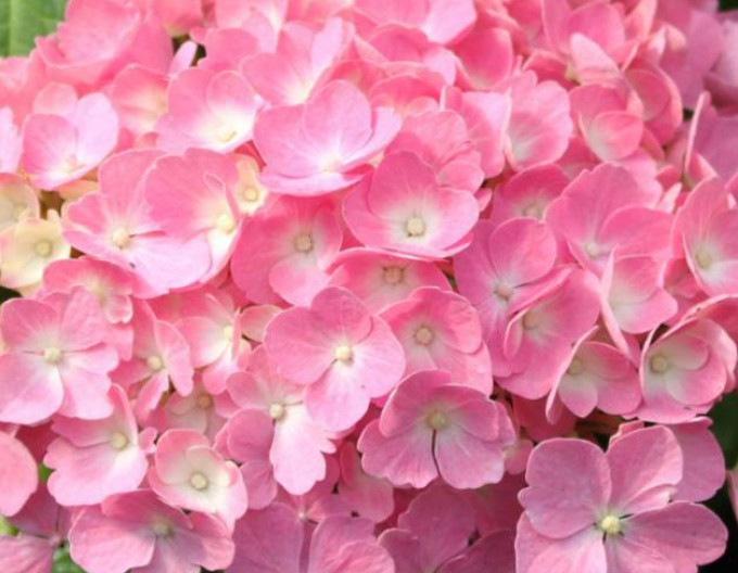 Hortenzia kalinolistá ´Bouquet Rose´ 2l