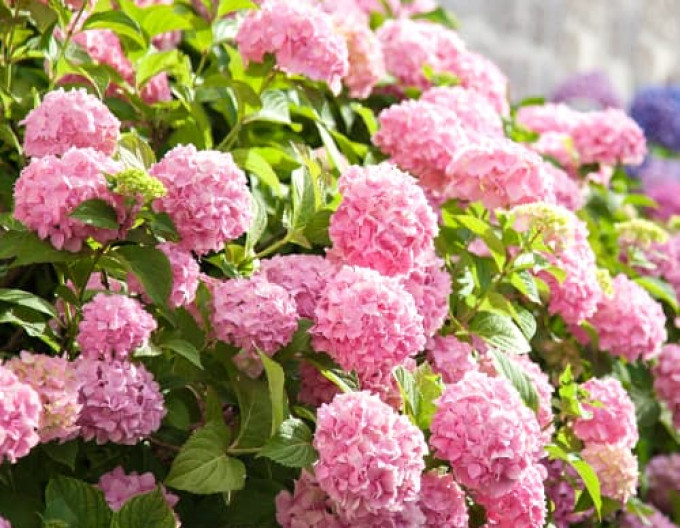 Hortenzia kalinolistá ´Bouquet Rose´ 2l
