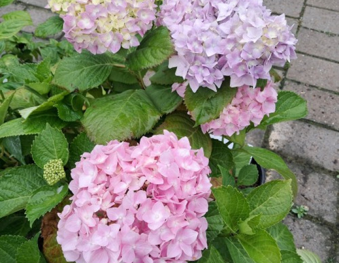 Hortenzia kalinolistá ´Bouquet Rose´ 2l