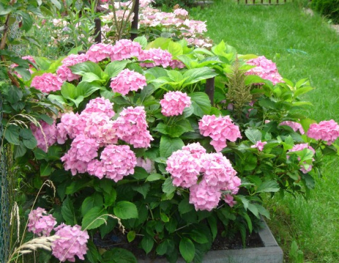 Hortenzia kalinolistá ´Bouquet Rose´ 2l