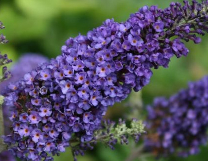 Budleja davidii ’Empire Blue´ 2l