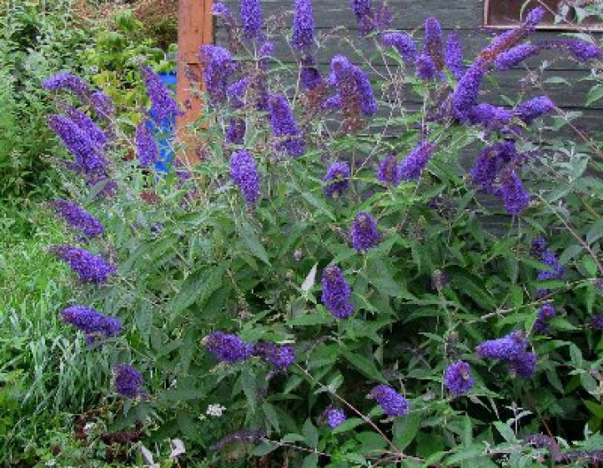 Budleja davidii ’Empire Blue´ 2l