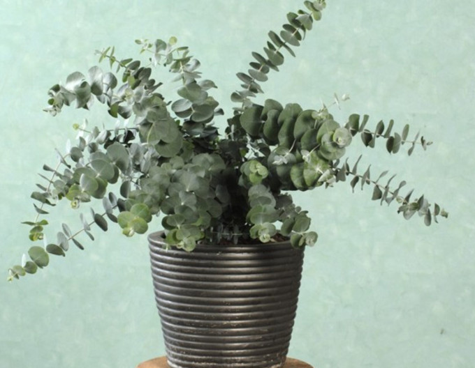 Eukalyptus ´Baby Blue´