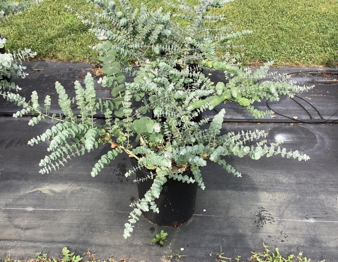 Eukalyptus ´Baby Blue´