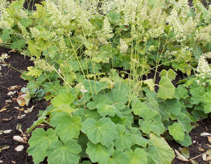 Heuchera chlpatá