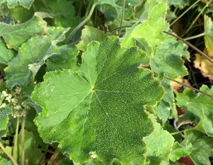 Heuchera chlpatá