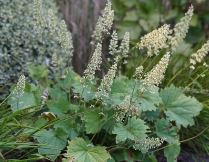 Heuchera chlpatá