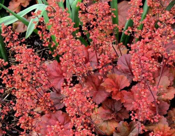 Heuchera hybridná ´Cherry Cola´ 1l