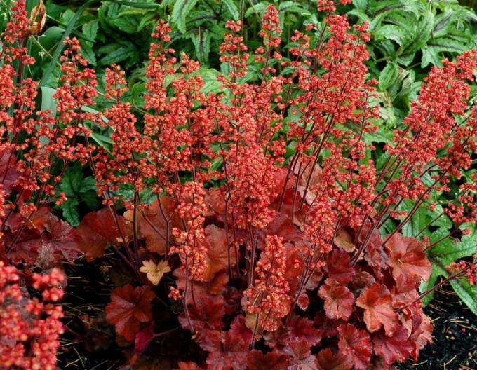 Heuchera hybridná ´Cherry Cola´ 1l
