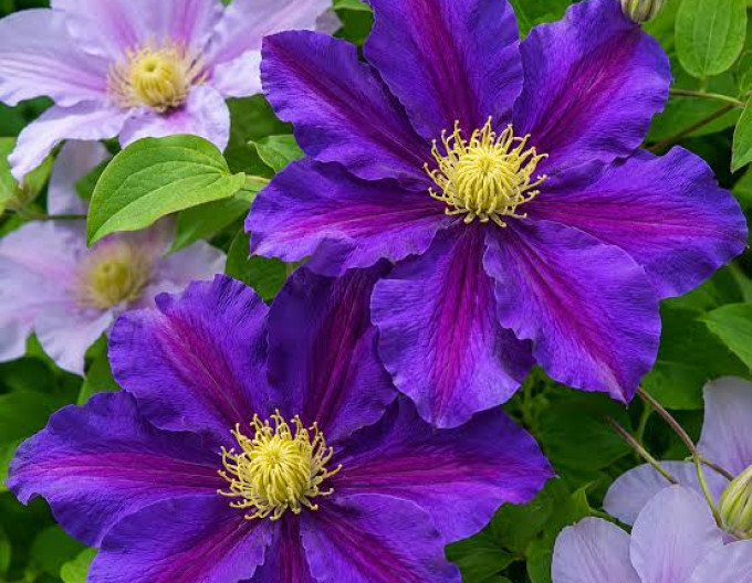 Plamienok  ‘Lavender Beauty´