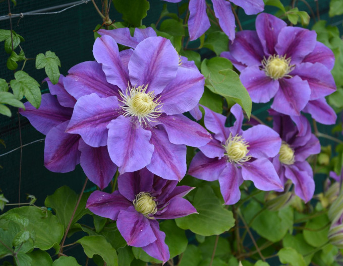 Plamienok  ‘Lavender Beauty´
