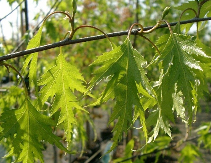 Breza previslá ´Dalecarlica´