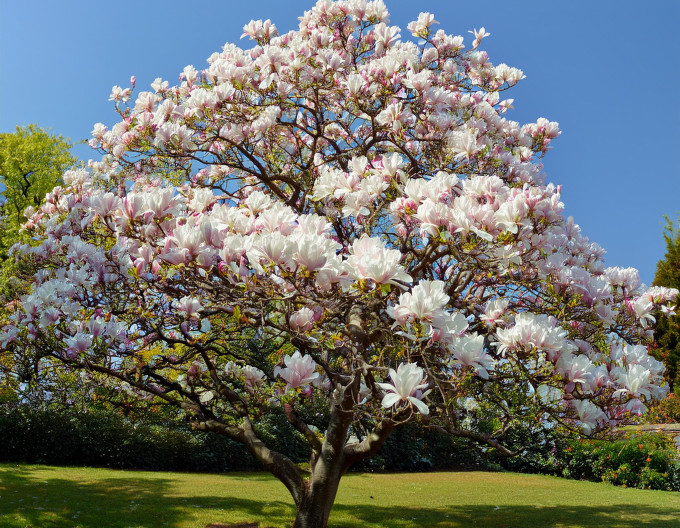 Magnólia ´Alba Superba´