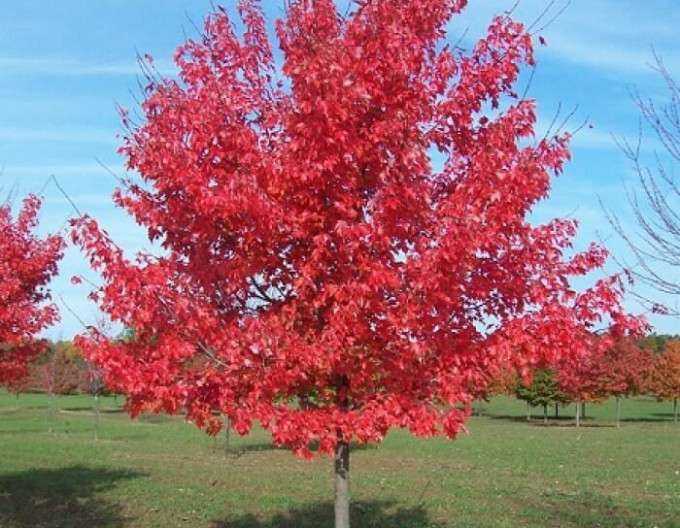 Javor červený ´Autumn Flame´ 2l