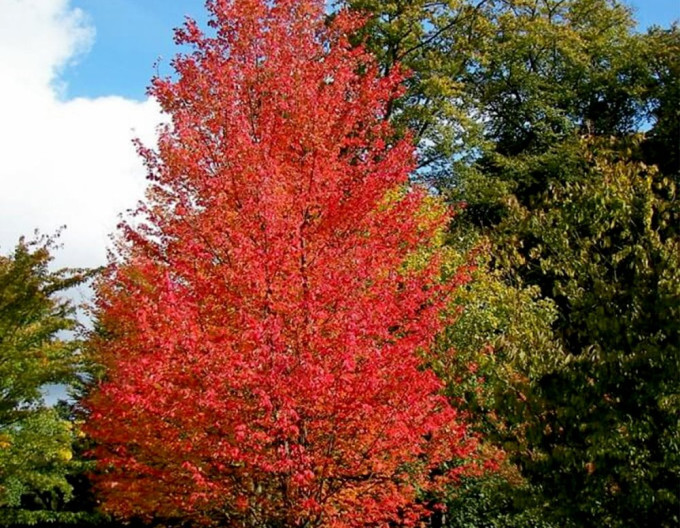 Javor červený ´Autumn Flame´ 2l