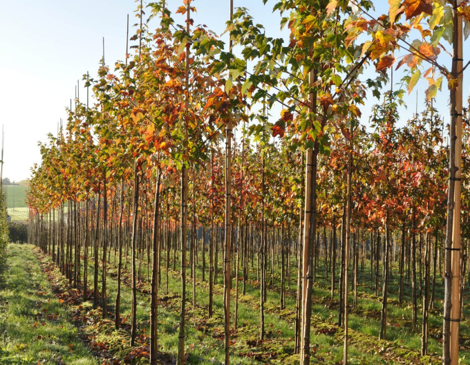 Javor červený ´Autumn Flame´ 2l