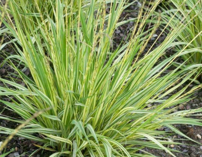 Bezkolenec ´Variegata´ 2l