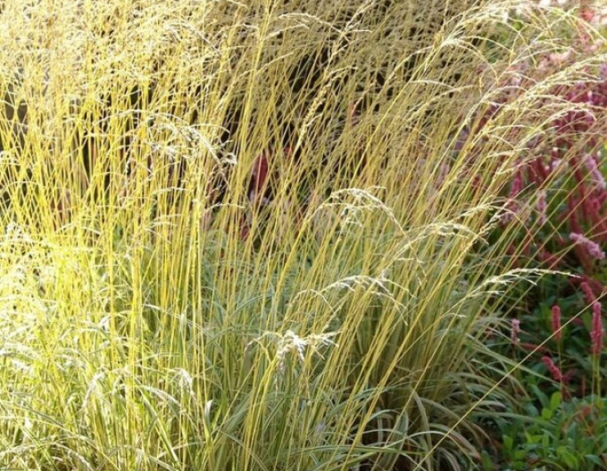 Bezkolenec ´Variegata´ 2l