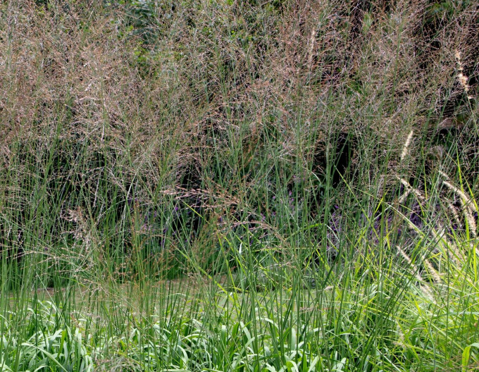 Bezkolenec ´Transparent´