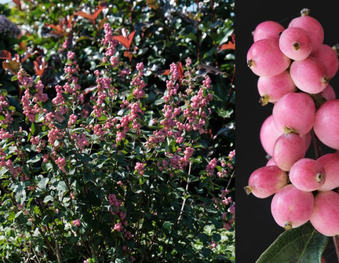 Symphoricarpos - Imelovník ’Magic Berry’
