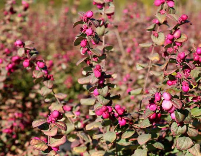 Symphoricarpos - Imelovník ’Magic Berry’