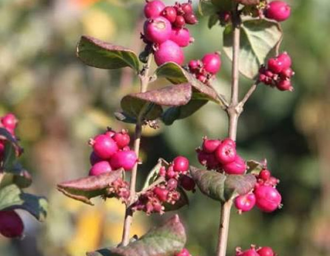 Symphoricarpos - Imelovník ’Magic Berry’