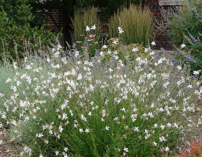 Gaura ’Short Form’