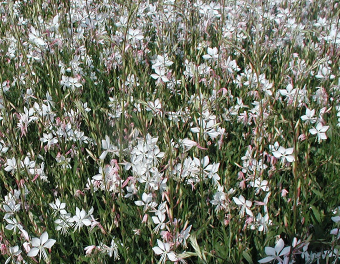 Gaura ’Short Form’