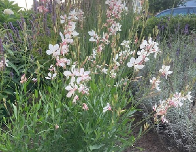 Gaura ’Short Form’