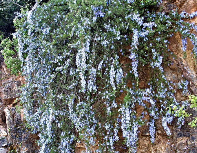 Rozmarín lekársky ´Corsican Blue´