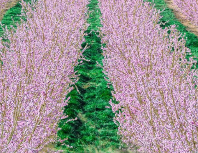 Levanduľa ´Rosea´ 9x9
