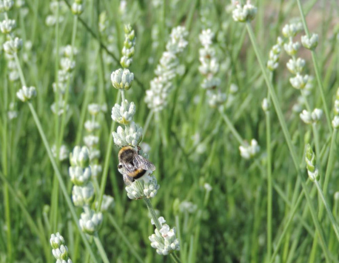 Levanduľa ’Alba’