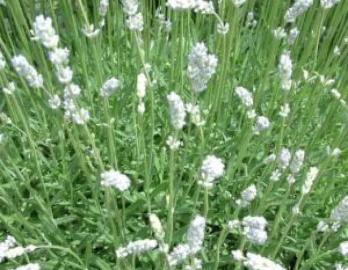 Levanduľa ’Alba’