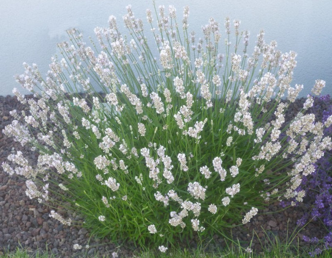 Levanduľa ’Alba’