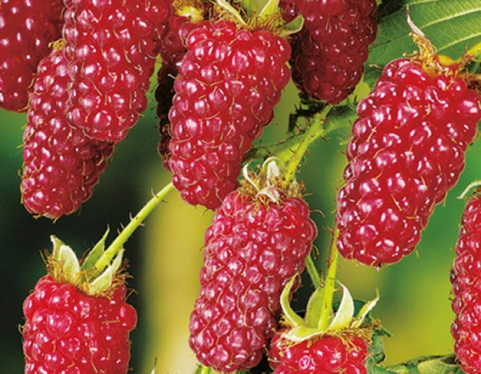 Malinočernica ´Boysenberry´