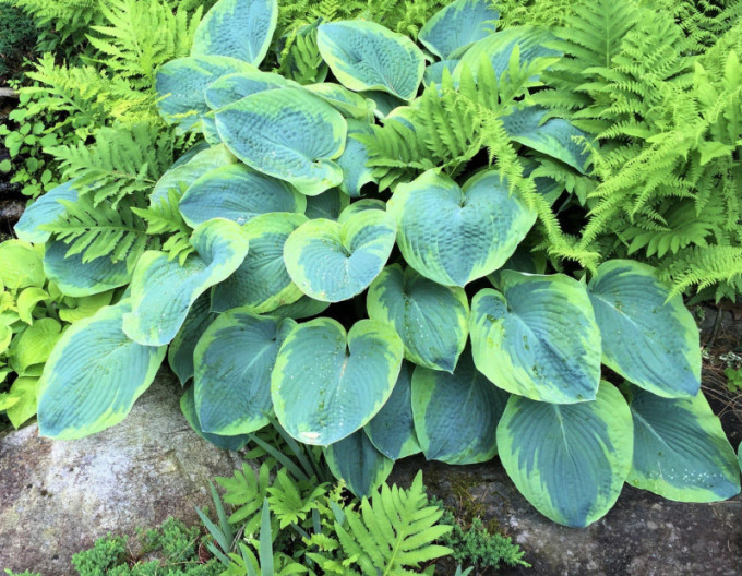 Hosta  ’Francess Williams’ 2l