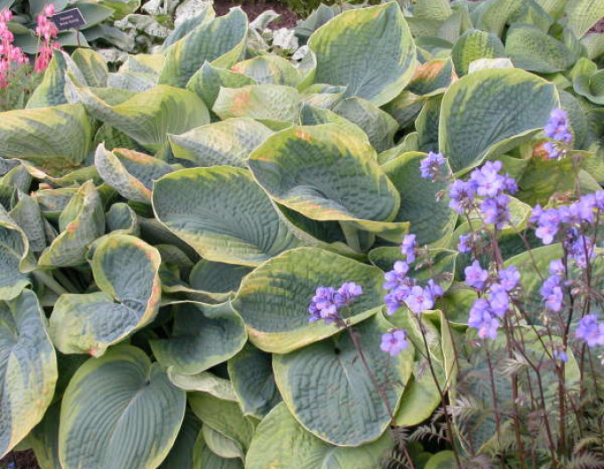 Hosta  ’Francess Williams’ 2l